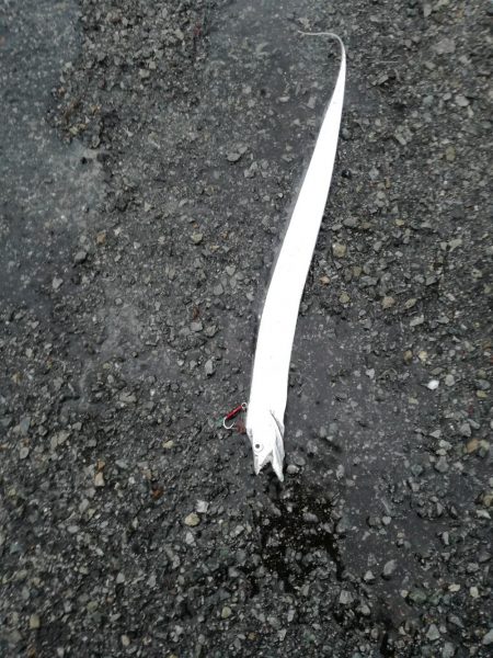 にごりの中のタチウオ