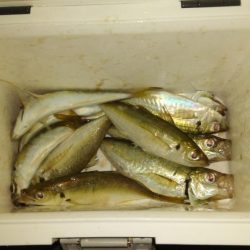 ちょっとだけアジング