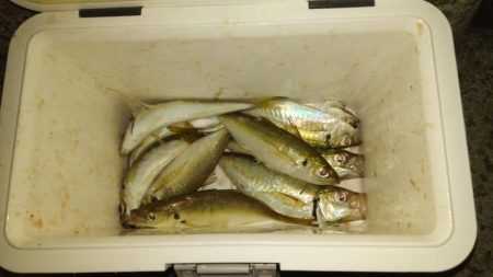 ちょっとだけアジング