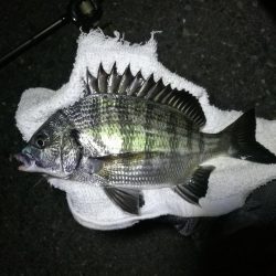 南港フェリーヘチ釣り （続渋い、小真チヌ、小キビレ 釣果）