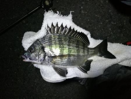 南港フェリーヘチ釣り （続渋い、小真チヌ、小キビレ 釣果）