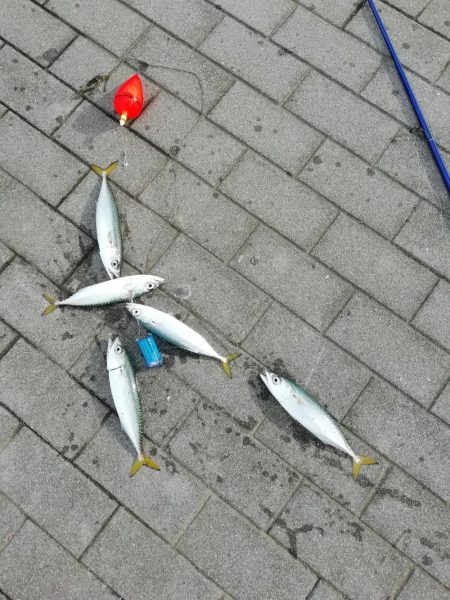 たびたびコスモへ、