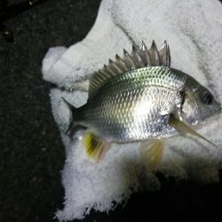 南港フェリーヘチ釣り （キビレ35cm、小真チヌ 釣果）