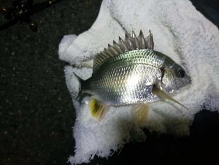 南港フェリーヘチ釣り （キビレ35cm、小真チヌ 釣果）