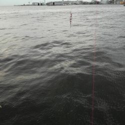 タチウオハマチねらい