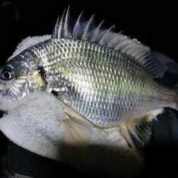 小雨降る、南港フェリーヘチ釣り （渋い！小キビレ、小真チヌ 釣果のみ）