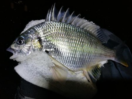 小雨降る、南港フェリーヘチ釣り （渋い！小キビレ、小真チヌ 釣果のみ）