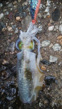 濁りの中、10日ぶり、アオリ5杯！！