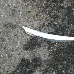 タチウオ活性高い！