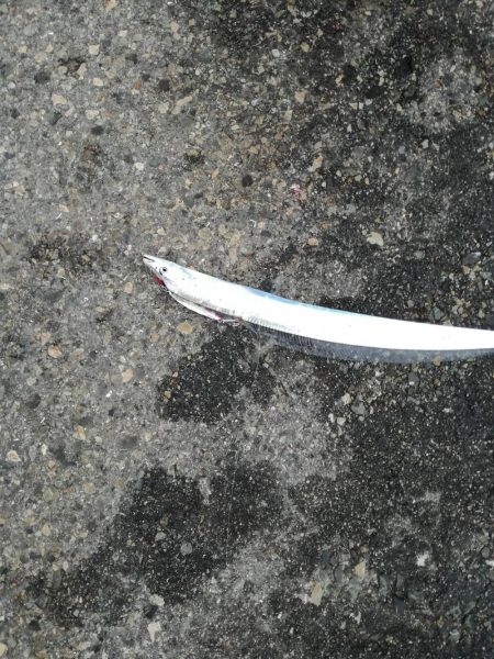 タチウオ活性高い！