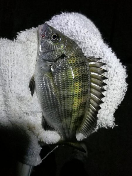 南港フェリーヘチ釣り (真チヌ37cm、小キビレチヌ 釣果)