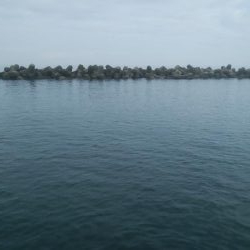 なんとか、アオリイカ1杯