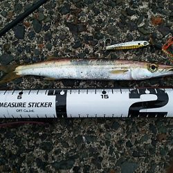 新子はいずこ？