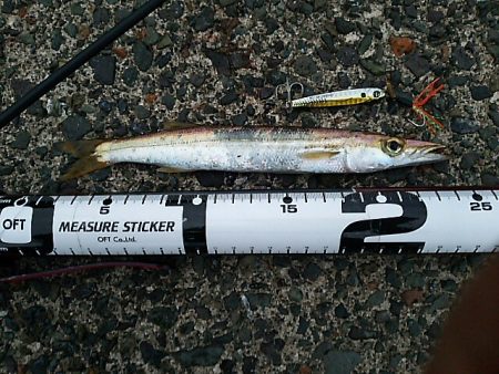 新子はいずこ？