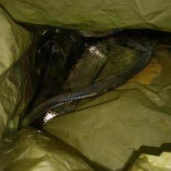 ジグサビキ　ワインド　シーバス