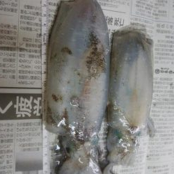 アオリイカ2杯 胴長16センチ!!