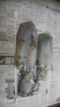 アオリイカ2杯 胴長16センチ!!