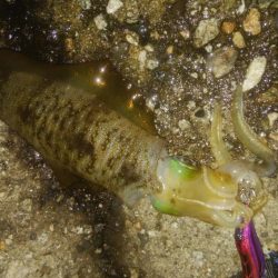 夕まずめ　アオリイカ　3杯