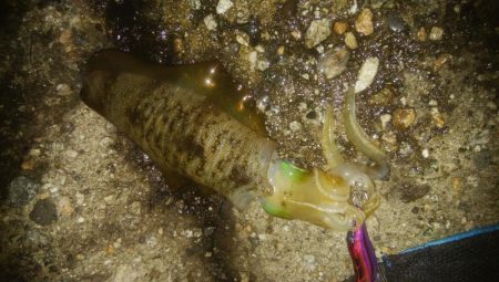 夕まずめ　アオリイカ　3杯