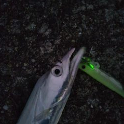 岸和田一文字でタチウオ&サゴシ等