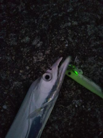 岸和田一文字でタチウオ&サゴシ等