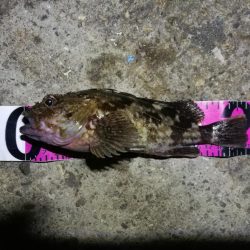 南港フェリーヘチ釣り （小キビレ、小真チヌ、ガシラ 釣果有）