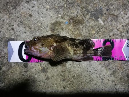 南港フェリーヘチ釣り （小キビレ、小真チヌ、ガシラ 釣果有）