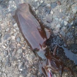 朝マズメ アオリイカ8杯!!!