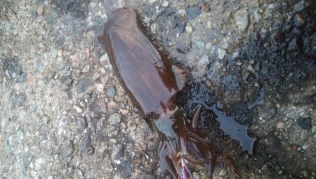 朝マズメ アオリイカ8杯!!!