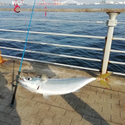 イワシフライを！