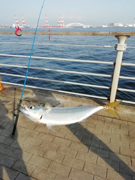 イワシフライを！