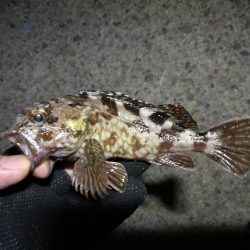 南港フェリーヘチ釣り (小キビレ、小メジナ、ガシラ 釣果有)