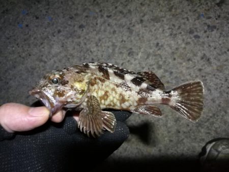 南港フェリーヘチ釣り (小キビレ、小メジナ、ガシラ 釣果有)