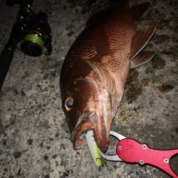 台風からの贈り物、ウィードエリア