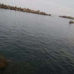 朝マズメ　アオリイカ4杯！！