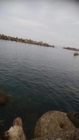 朝マズメ　アオリイカ4杯！！