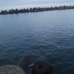 アオリイカ 朝マズメ狙い 8杯!