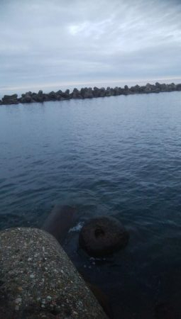 アオリイカ 朝マズメ狙い 8杯!