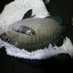 南港フェリーヘチ釣り （小雨降る中～小キビレ、小真チヌ、小メジナ、釣果有り）