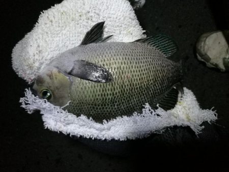 南港フェリーヘチ釣り （小雨降る中～小キビレ、小真チヌ、小メジナ、釣果有り）