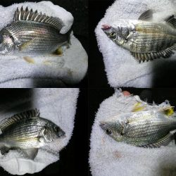 渋めの南港フェリーヘチ釣り （真チヌ、小キビレ、釣果）