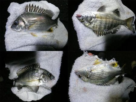 渋めの南港フェリーヘチ釣り （真チヌ、小キビレ、釣果）