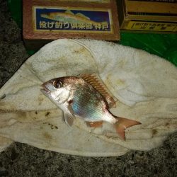 チャリコ湧きキス何処へ