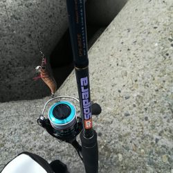 貝塚人工島でアオリ新子GET