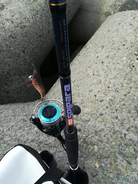 貝塚人工島でアオリ新子GET