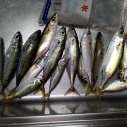 サビキでサバとアジ