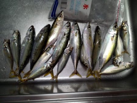 サビキでサバとアジ