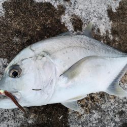 サンドワームでロウニンアジが釣れちゃいました。