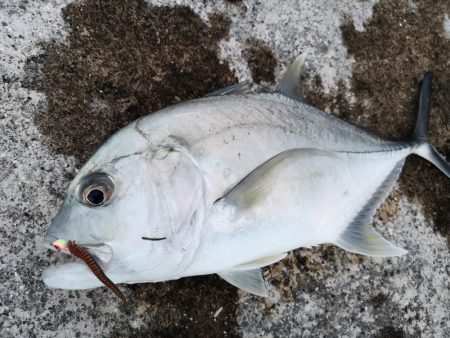 サンドワームでロウニンアジが釣れちゃいました。