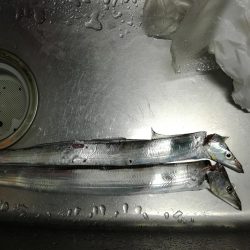 タチウオ　ハマチ